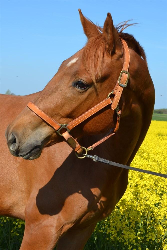 Dansk Varmblod Coco Pops - Hos tidligere ejer  billede 10