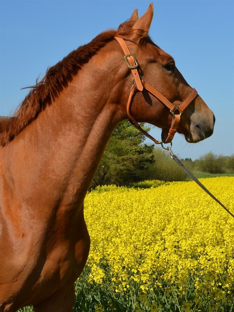 Dansk Varmblod Coco Pops - Hos tidligere ejer  billede 12