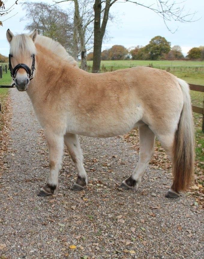 Fjordhest Bjergvangs Flicka Eywa billede 19