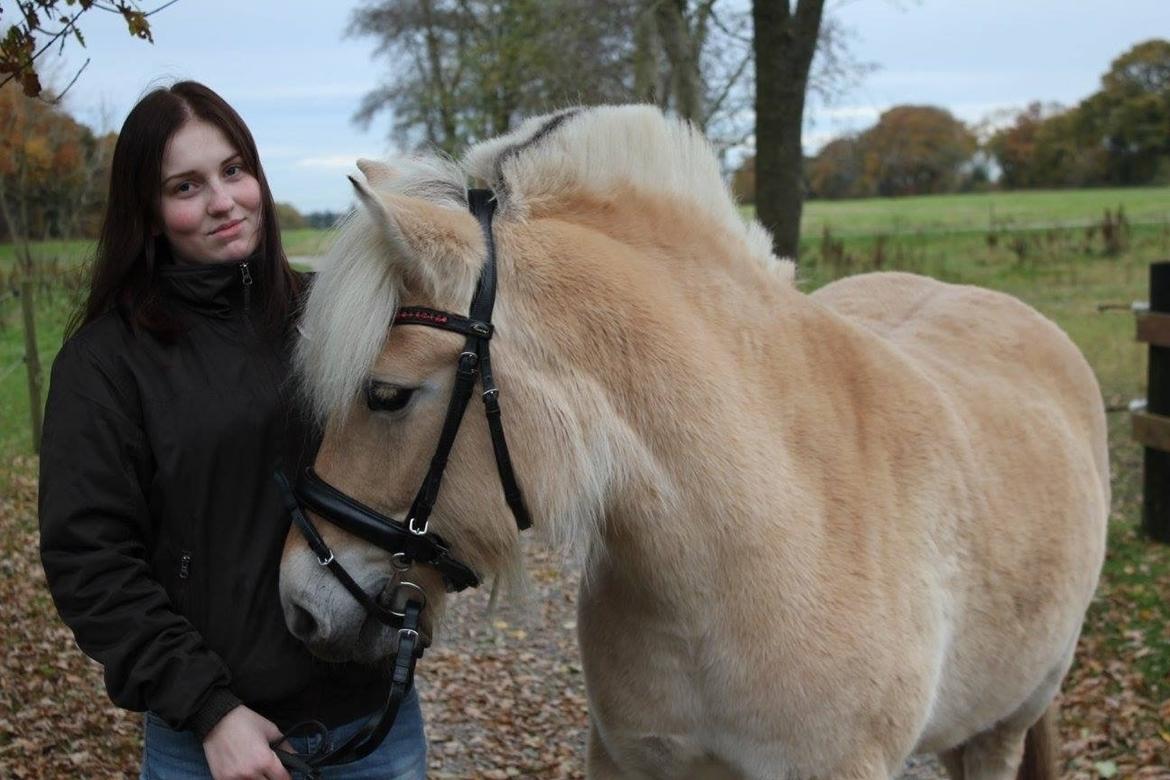 Fjordhest Bjergvangs Flicka Eywa billede 18