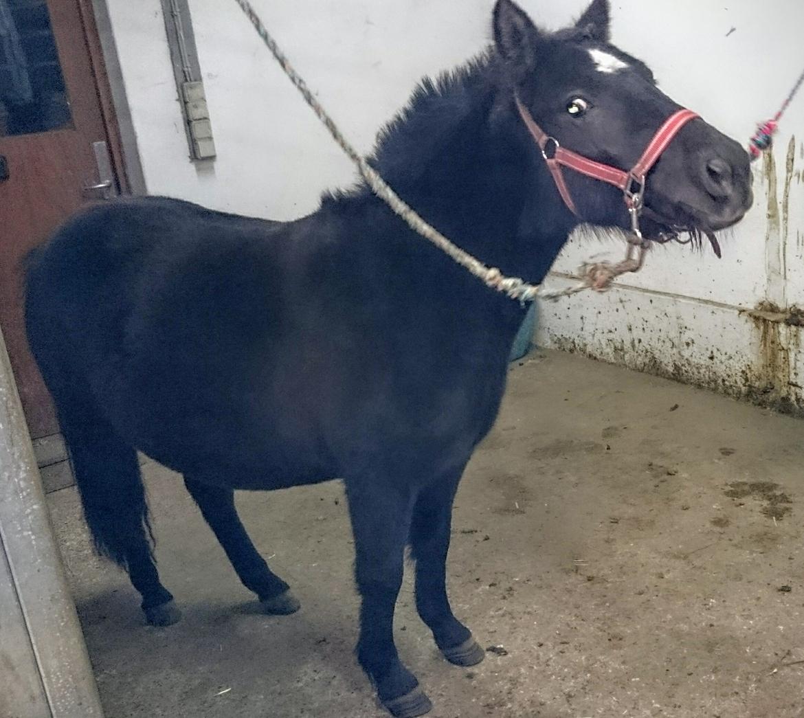 Shetlænder Bellis billede 4