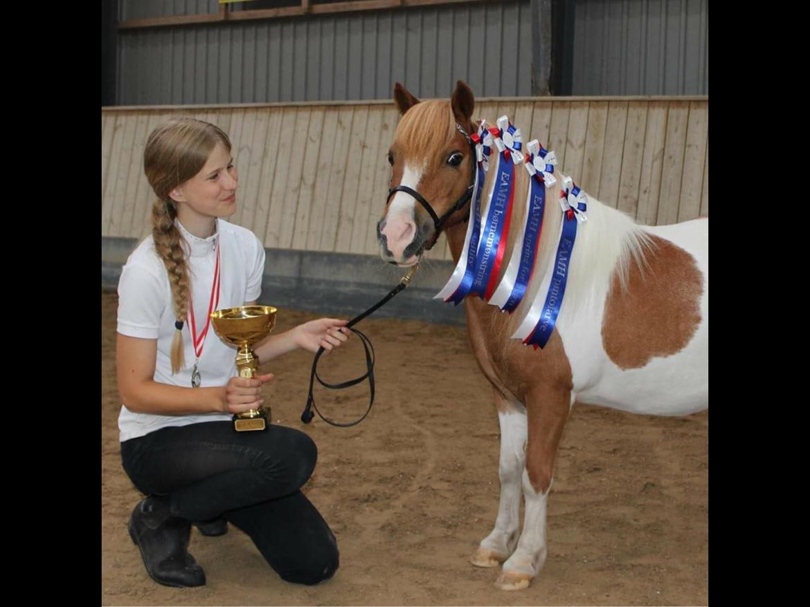 Dansk Miniature Fjordens Kikki  billede 11