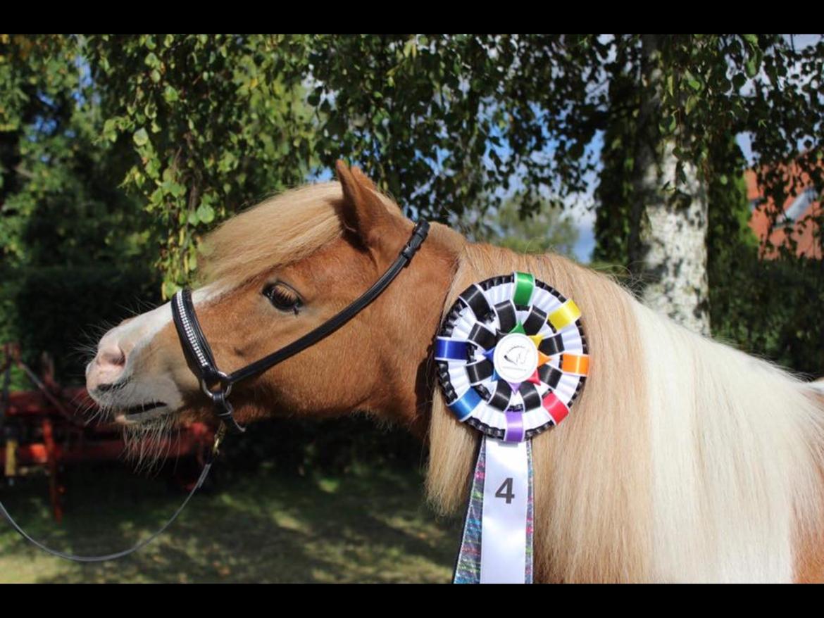 Dansk Miniature Fjordens Kikki  billede 16