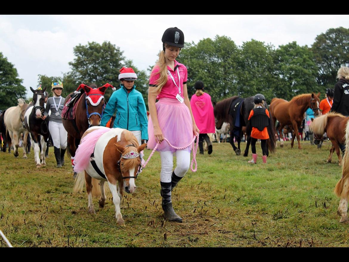 Dansk Miniature Fjordens Kikki  billede 13