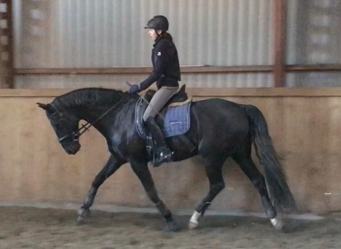 Dansk Varmblod Tranholms Santiago - 2. gang jeg rider ham billede 12