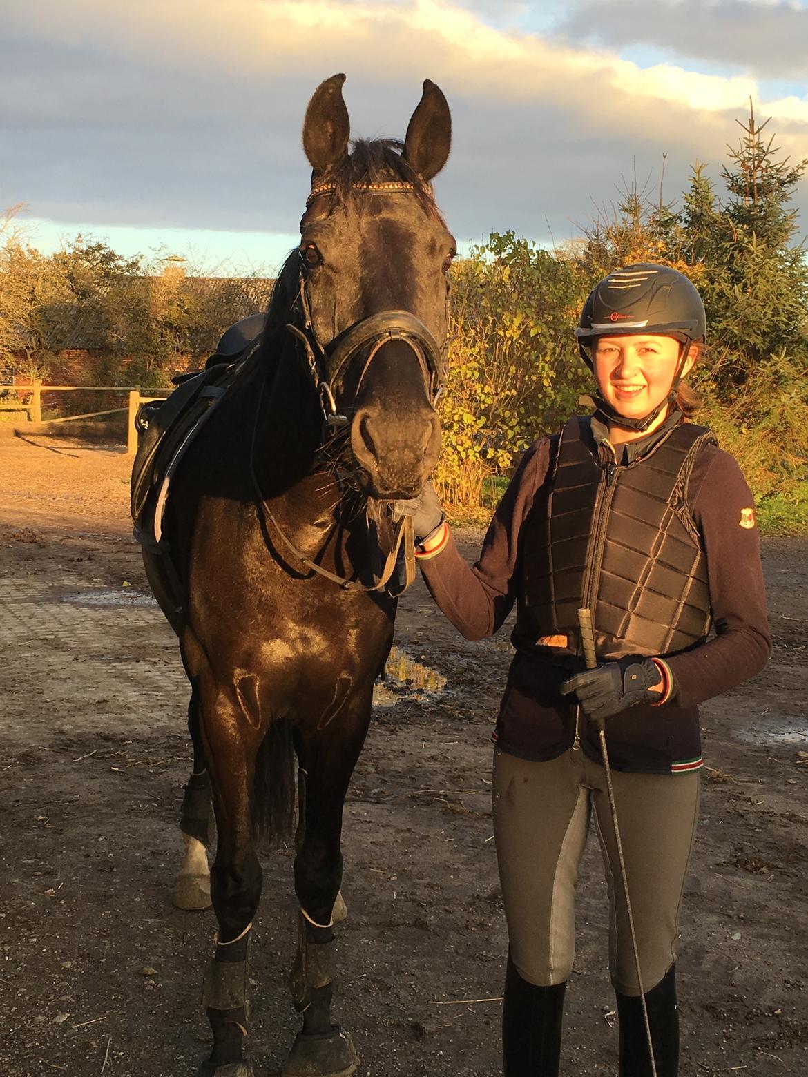 Dansk Varmblod Tranholms Santiago - Efter træning billede 19