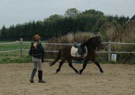Dartmoor Cayberry Dark Gale - I tilridning, 2013. billede 15