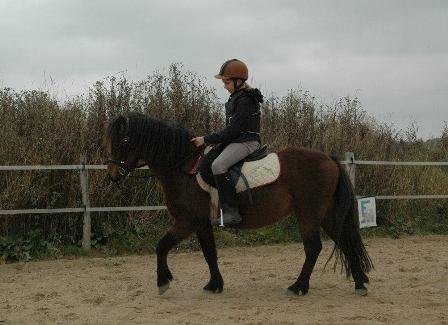 Dartmoor Cayberry Dark Gale - I tilridning, 2013. billede 16