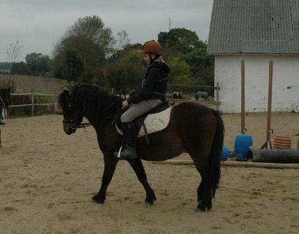 Dartmoor Cayberry Dark Gale - I tilridning, 2013. billede 17