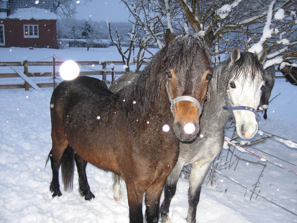 Dartmoor Cayberry Dark Gale - Sne billede af Gale. billede 19