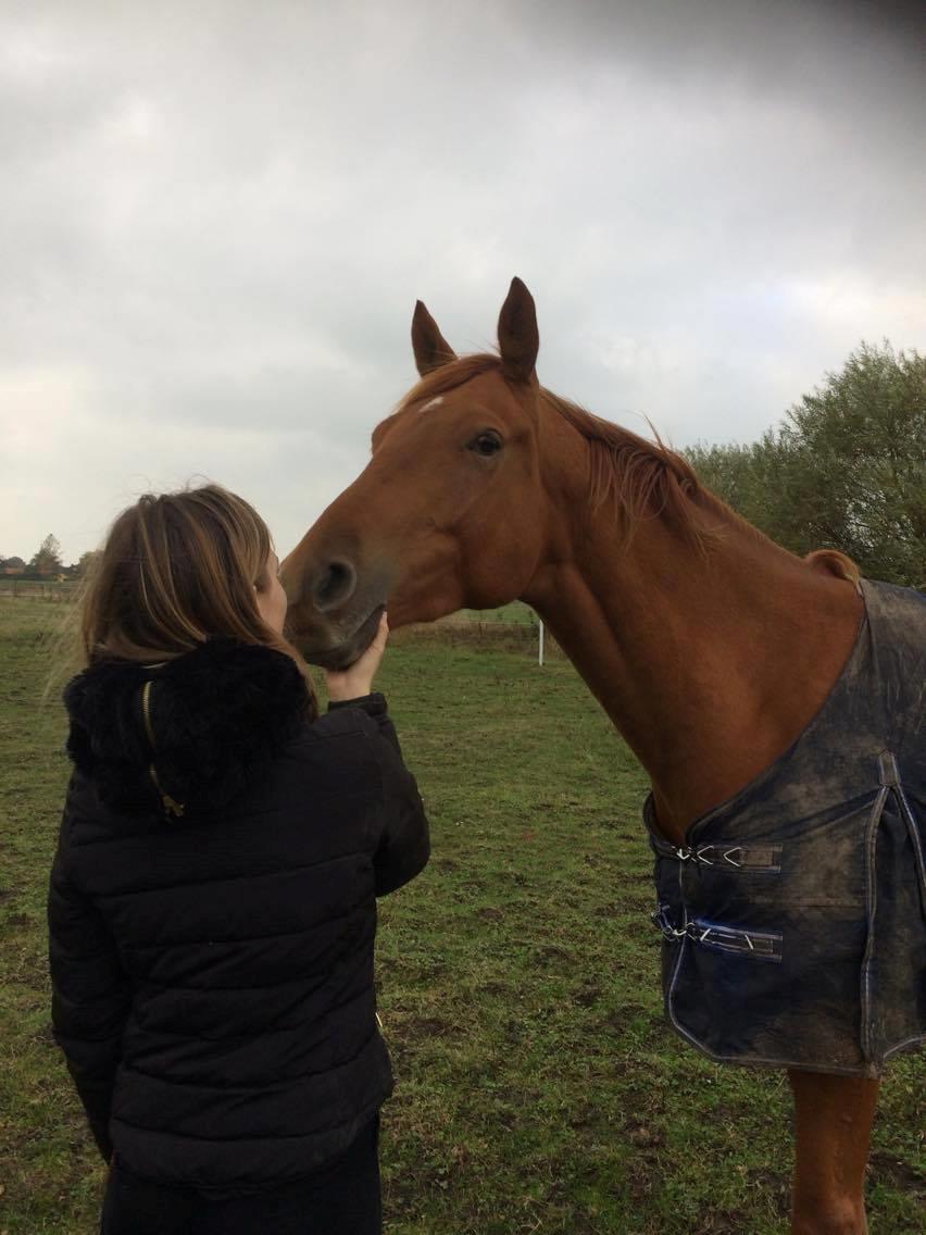 Dansk Varmblod Coco Pops - 1. gang vi var ude og se på ham  billede 4