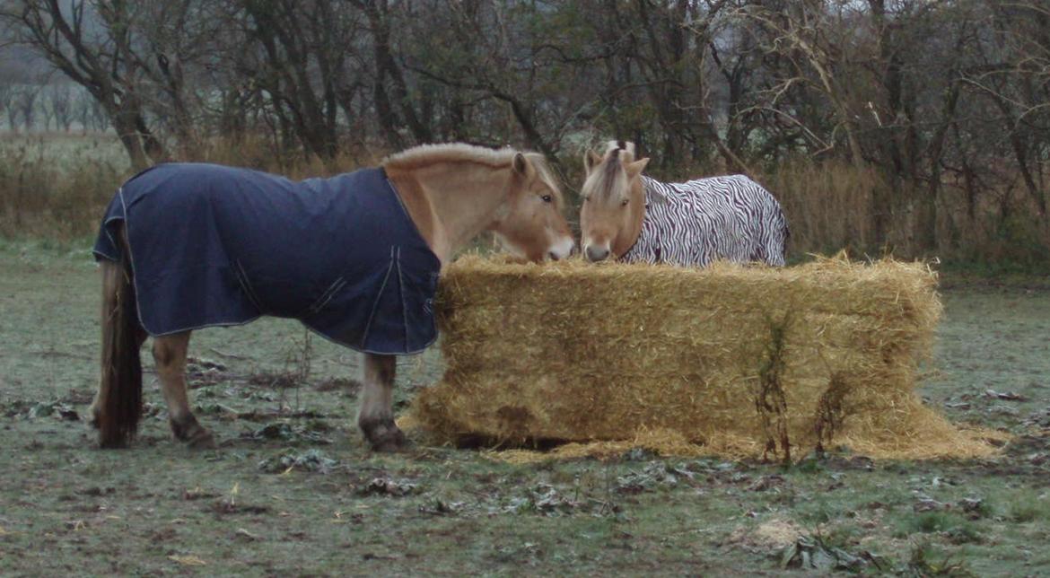 Fjordhest Vrå nikita - Nikita 9 Novenmer 2016  billede 45