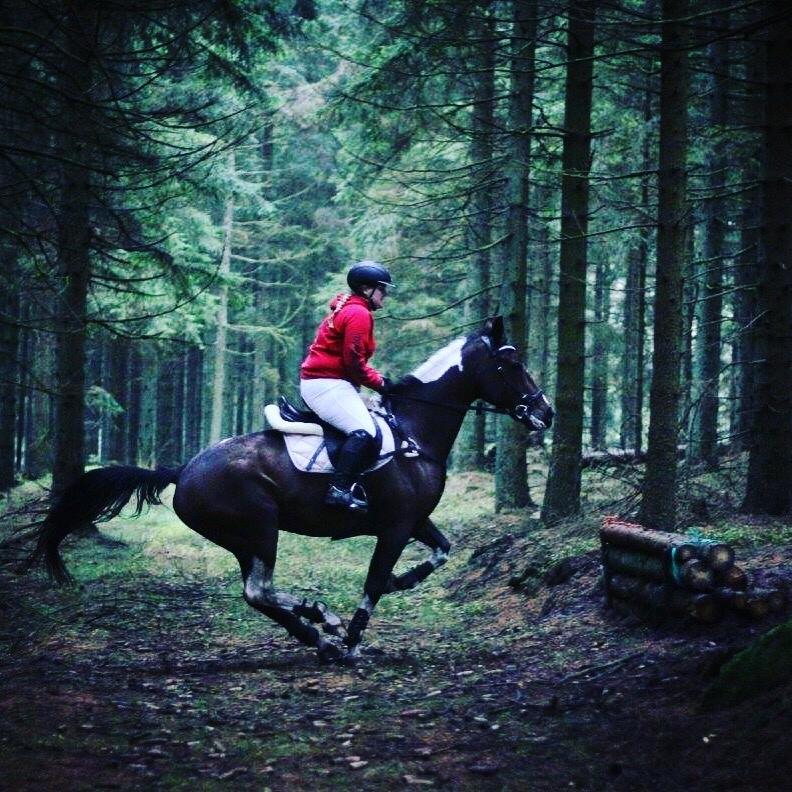 Pinto Thiamo billede 12