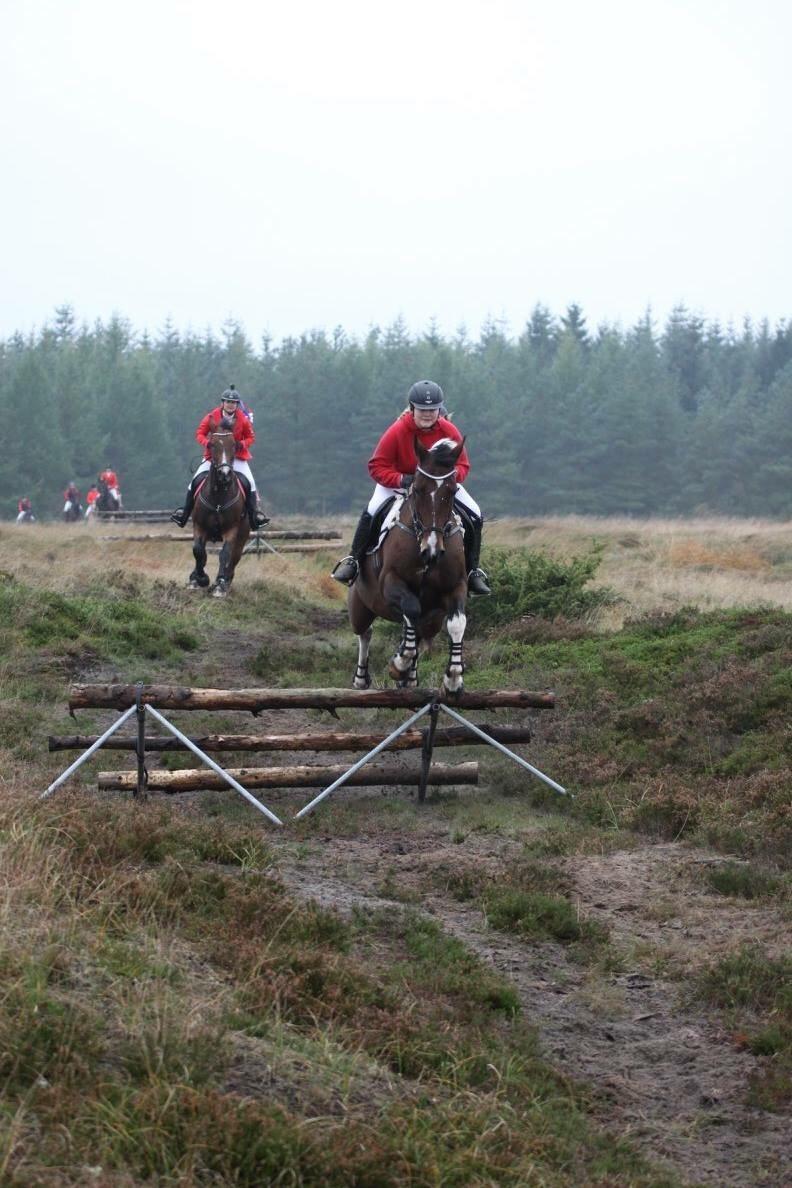 Pinto Thiamo billede 16