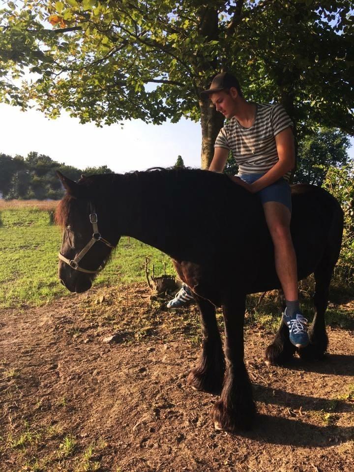 Irish Cob Tulluhlah billede 1