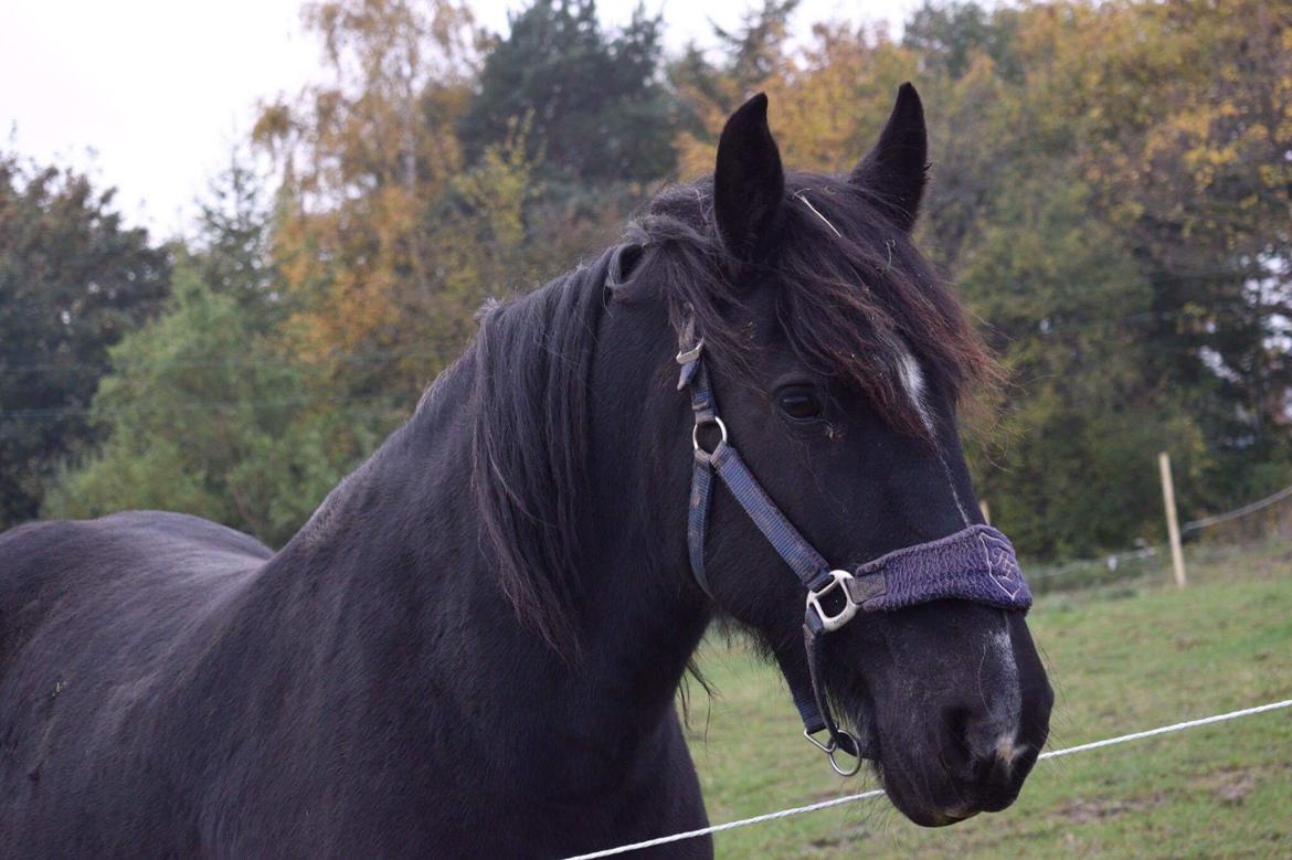 Irish Cob Tulluhlah billede 3