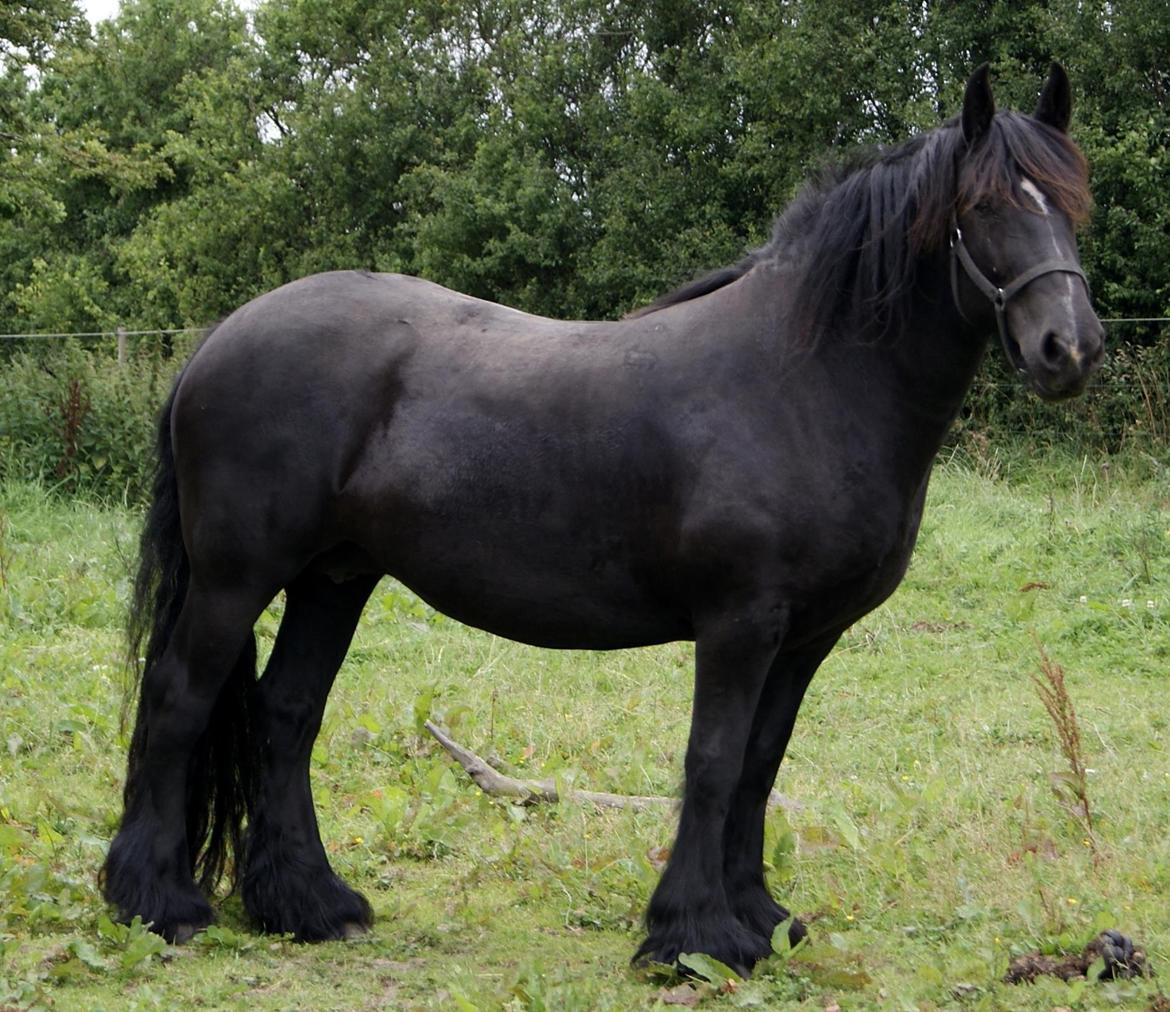 Irish Cob Tulluhlah billede 4