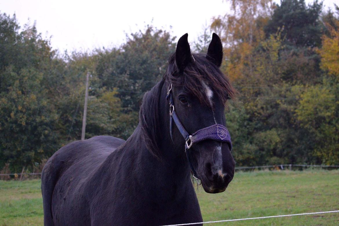 Irish Cob Tulluhlah billede 2