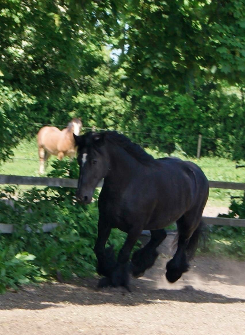 Irish Cob Tulluhlah billede 5