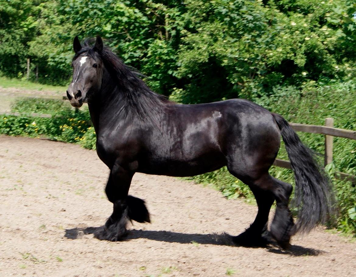 Irish Cob Tulluhlah billede 6