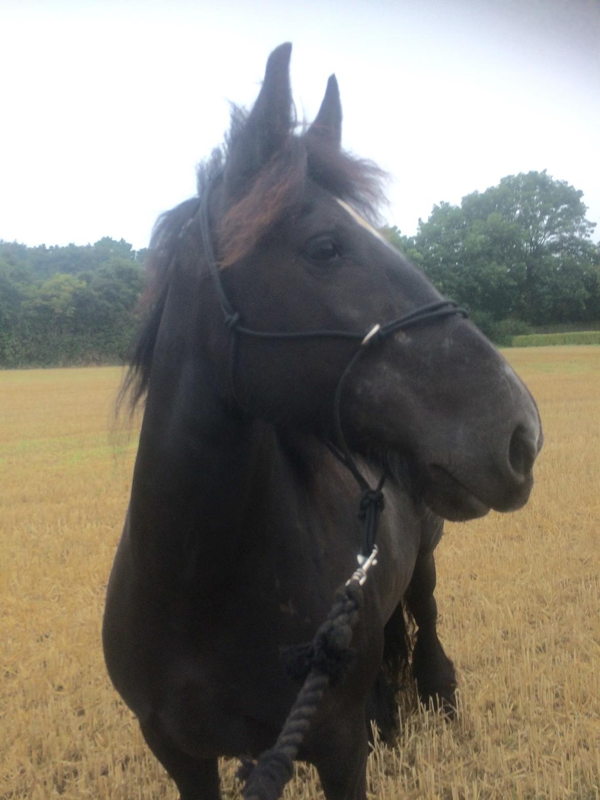 Irish Cob Tulluhlah billede 7