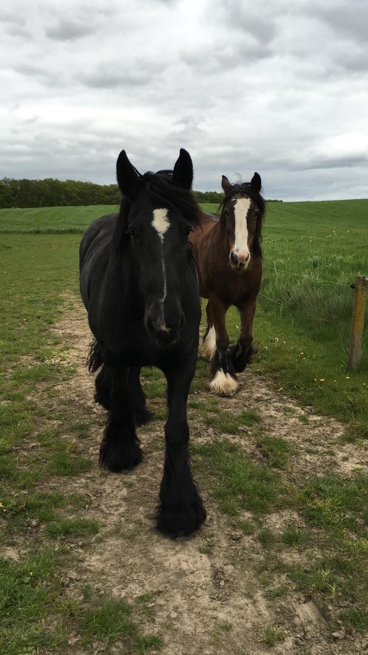 Irish Cob Tulluhlah billede 8