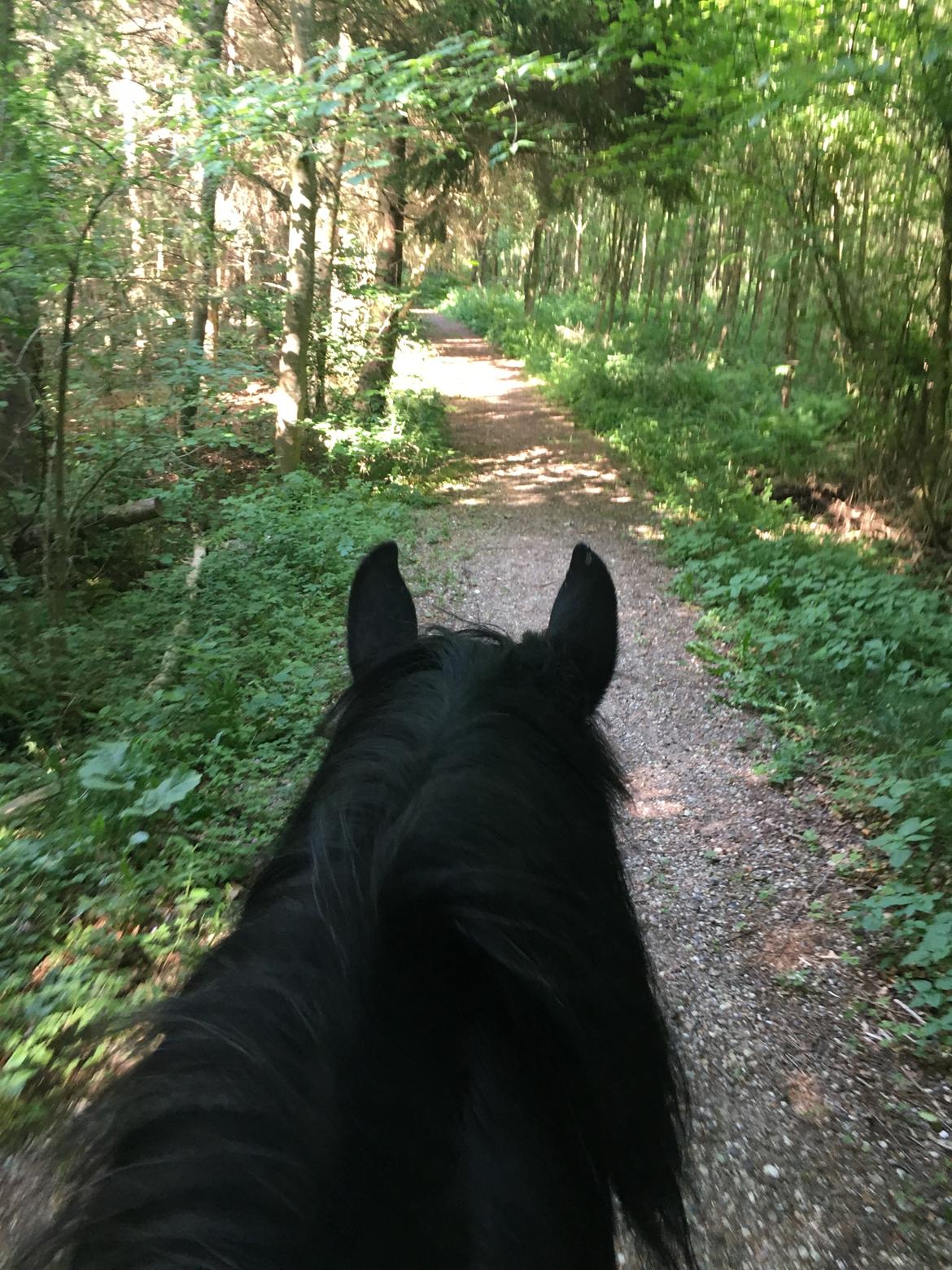 Irish Cob Tulluhlah billede 9