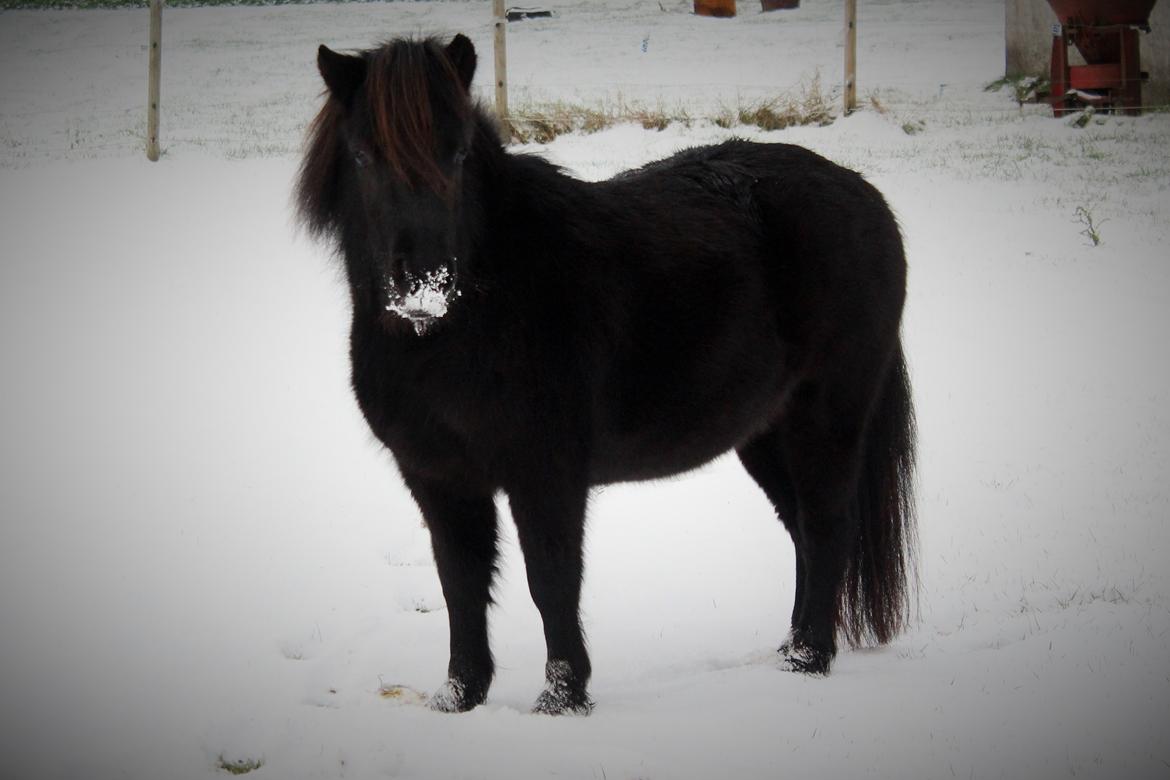 Shetlænder Mosbækmindes Toscana - D. 8 november 2016 billede 1