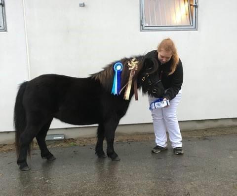 Shetlænder Mosbækmindes Toscana - Efterårs show D. 5 november 2016 bedste 3 års hoppe gik fløj med 23 point :D Ærespræmie fra Skovens ponyer billede 3