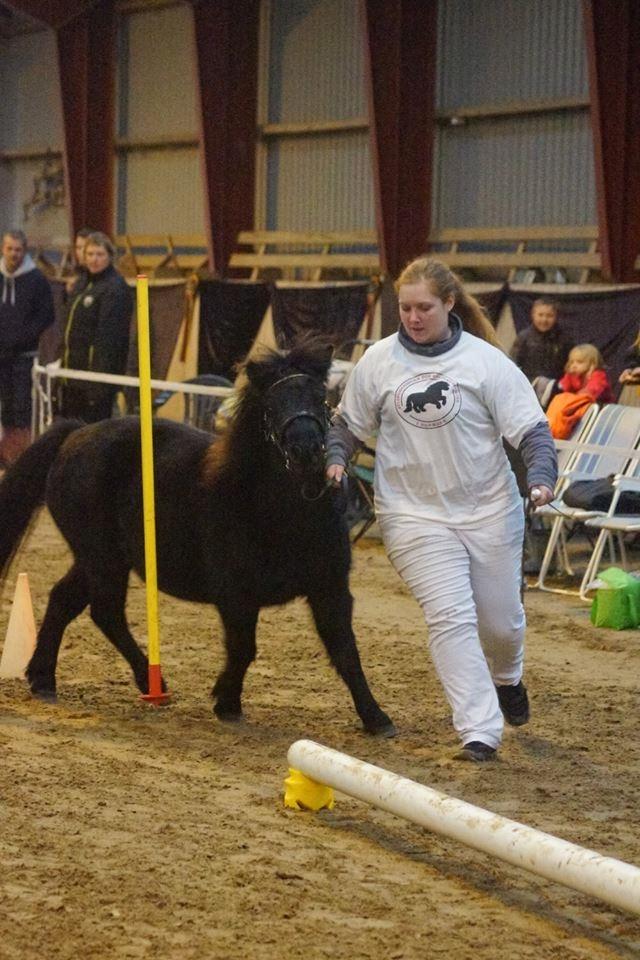 Shetlænder Mosbækmindes Toscana - Efterårrs show Agility D. 5 november 2016. Billede taget af : Helena Jørgensen Photography billede 4
