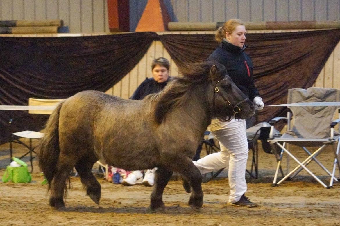 Shetlænder Mosbækmindes Tobias - Efterårsshow D. 5 november 2016 Billeder taget af: Helena Jørgensen Photography billede 4