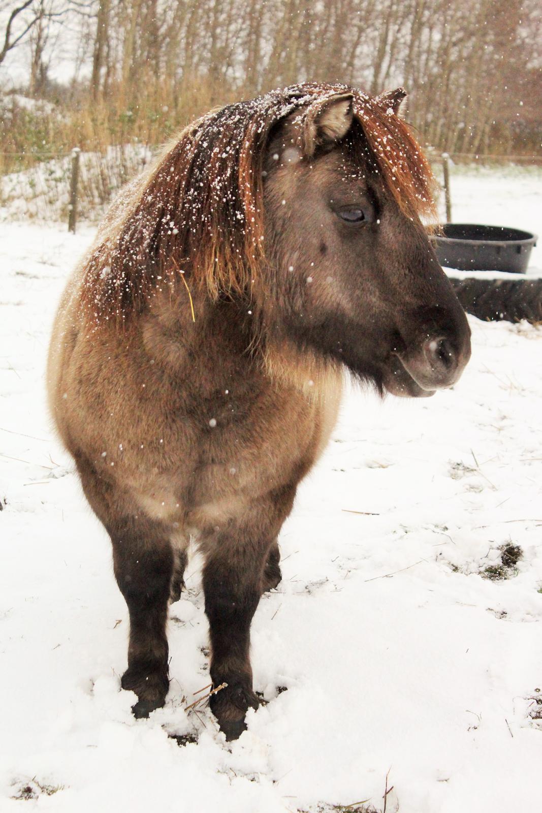 Shetlænder Mosbækmindes Tobias - D. 8 november 2016  billede 3