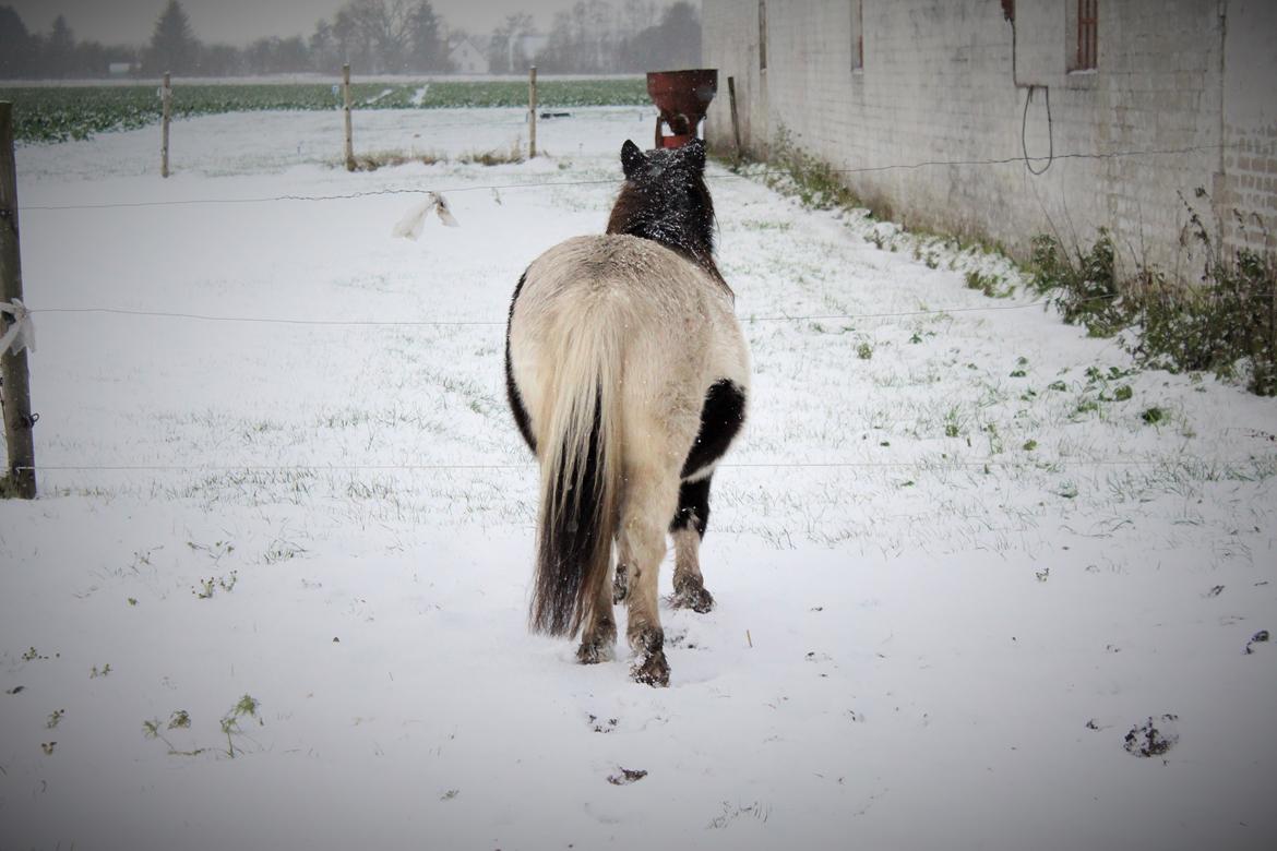 Shetlænder Pindstruphavens Amy - D. 8 november 2016 billede 3