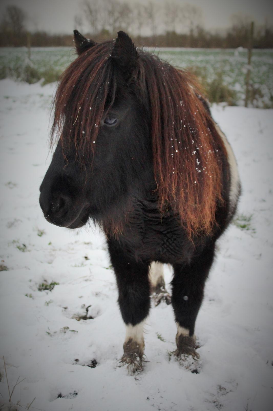 Shetlænder Pindstruphavens Amy - D. 8 november 2016 billede 1