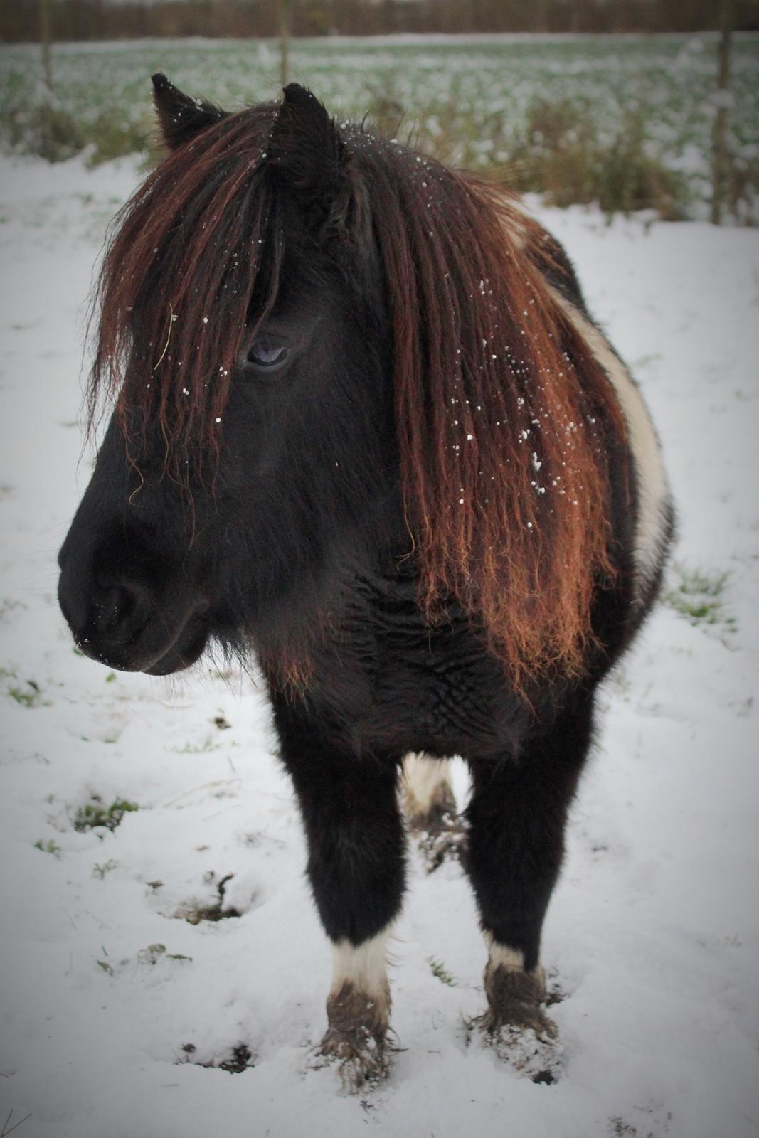Shetlænder Pindstruphavens Amy - D. 8 november 2016 billede 4