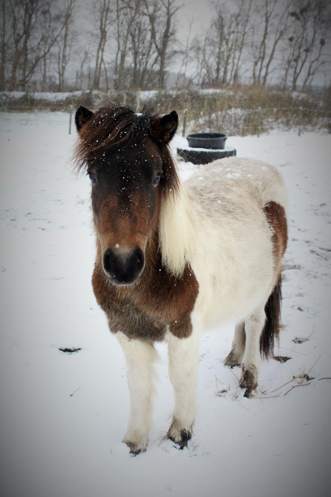 Shetlænder blanding  Gizmo  - D. 8 november 2016 billede 1