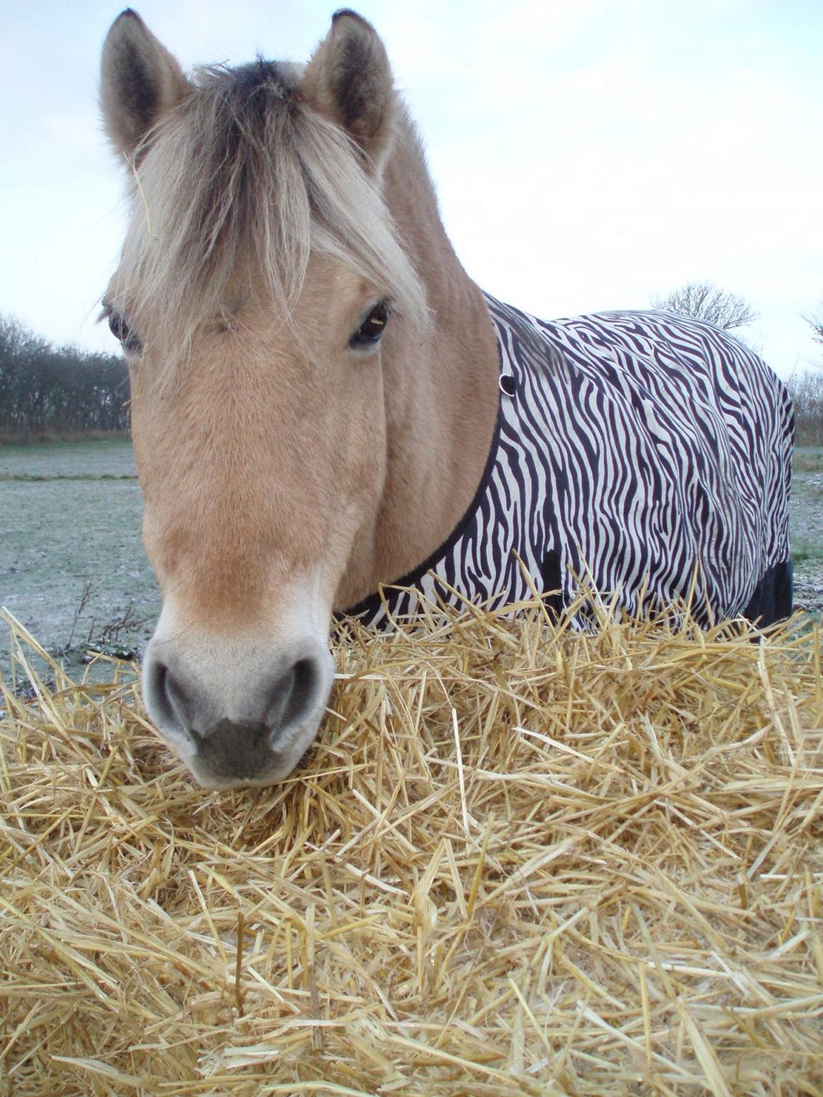Fjordhest Vrå nikita - 10 November 2016 billede 46