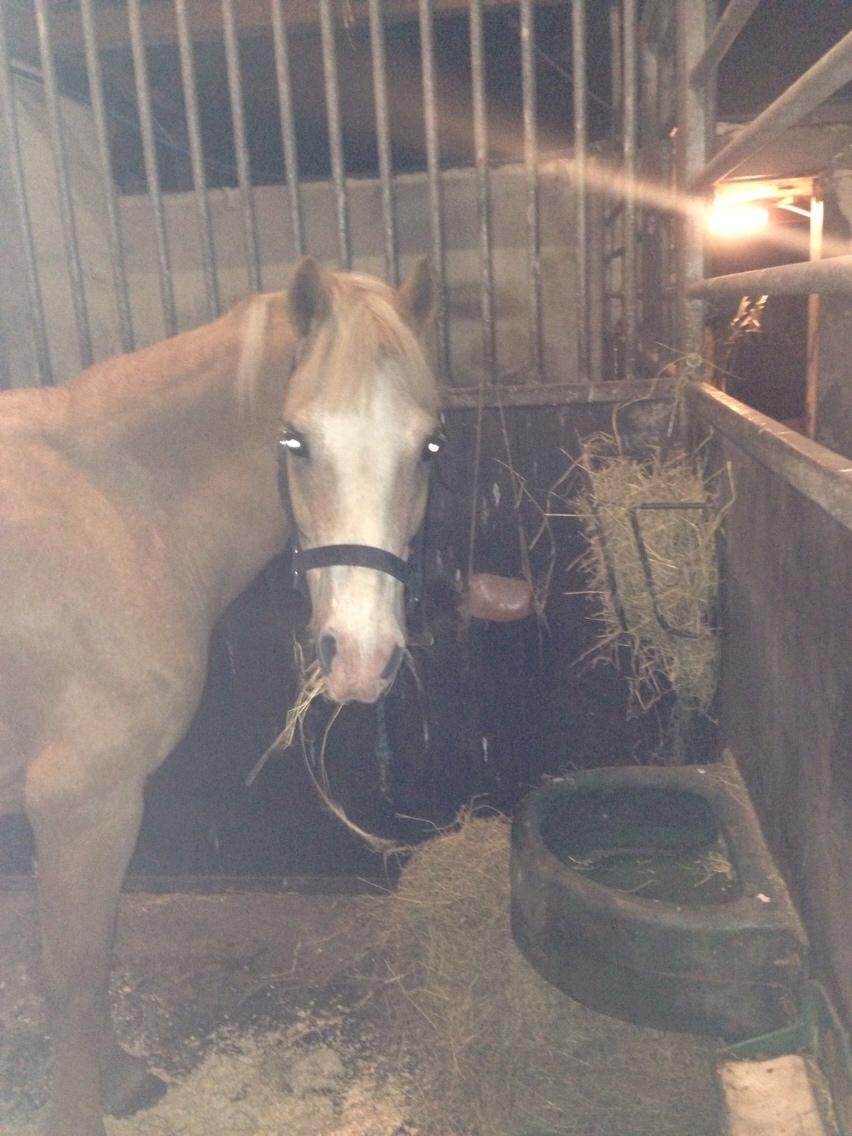 Hollandsk Sportspony R.I.P Chicco billede 2