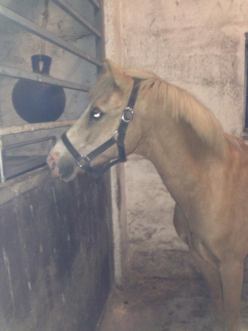 Hollandsk Sportspony R.I.P Chicco billede 3