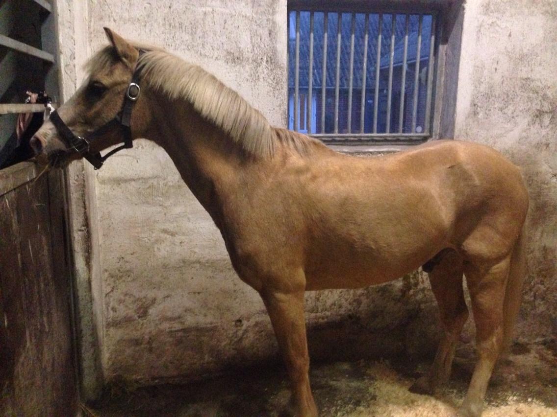 Hollandsk Sportspony R.I.P Chicco billede 1