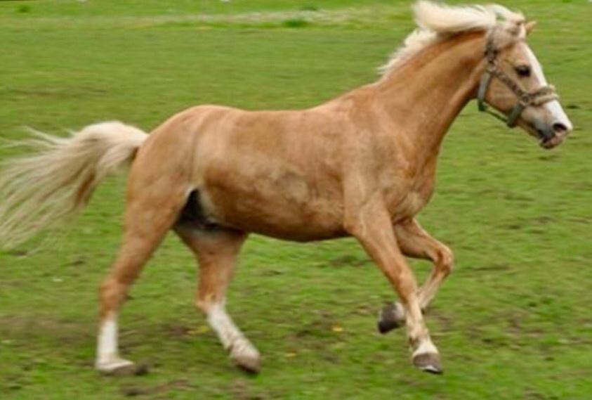 Hollandsk Sportspony R.I.P Chicco billede 5