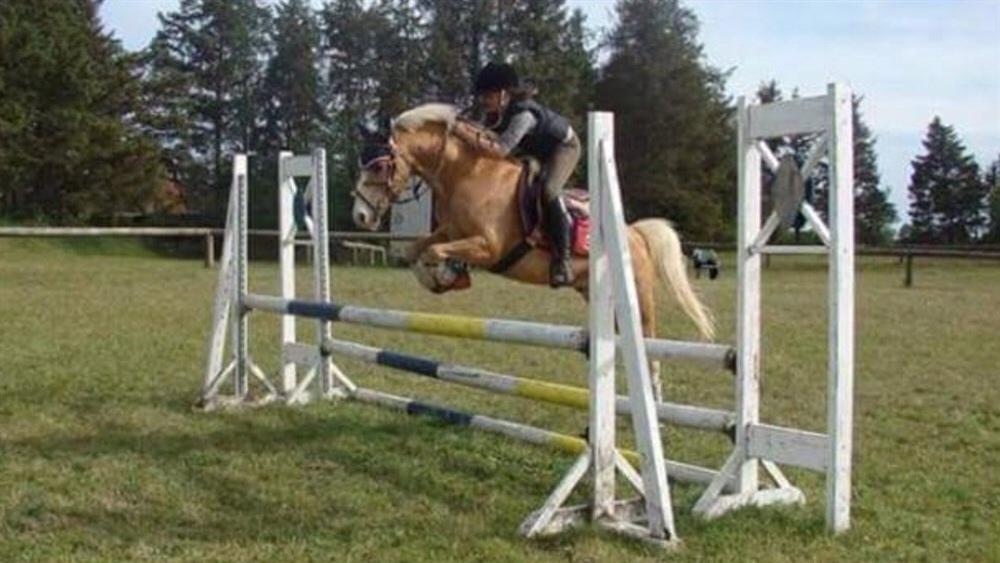 Hollandsk Sportspony R.I.P Chicco billede 9