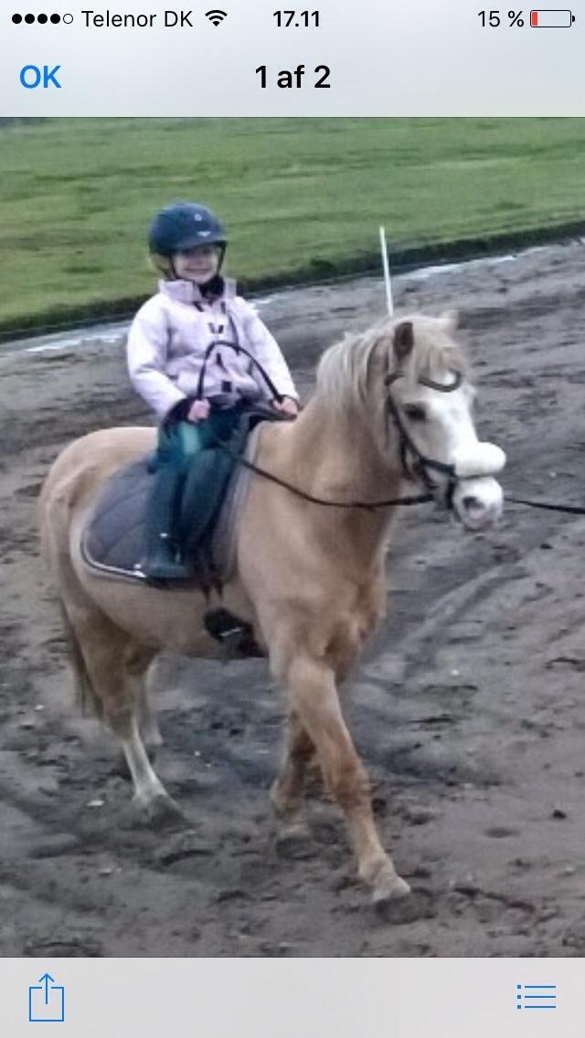 Hollandsk Sportspony R.I.P Chicco billede 10