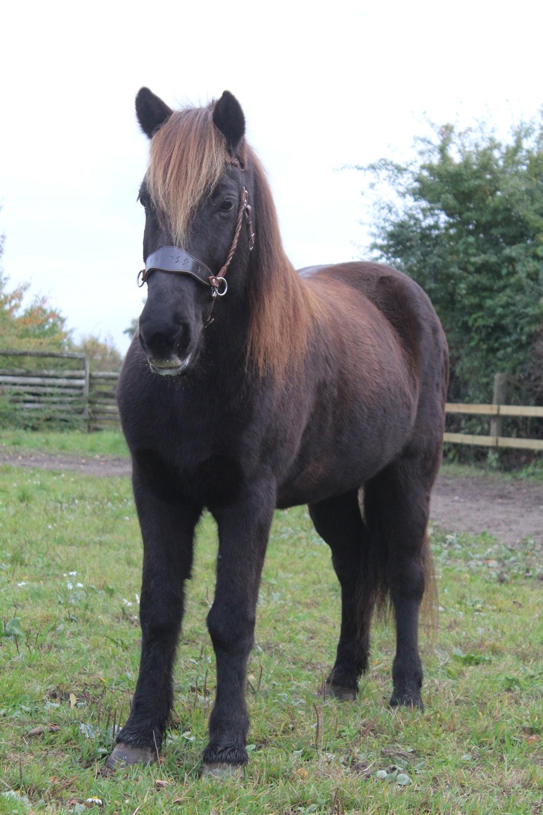 Islænder Heimir fra Blönduósi billede 14