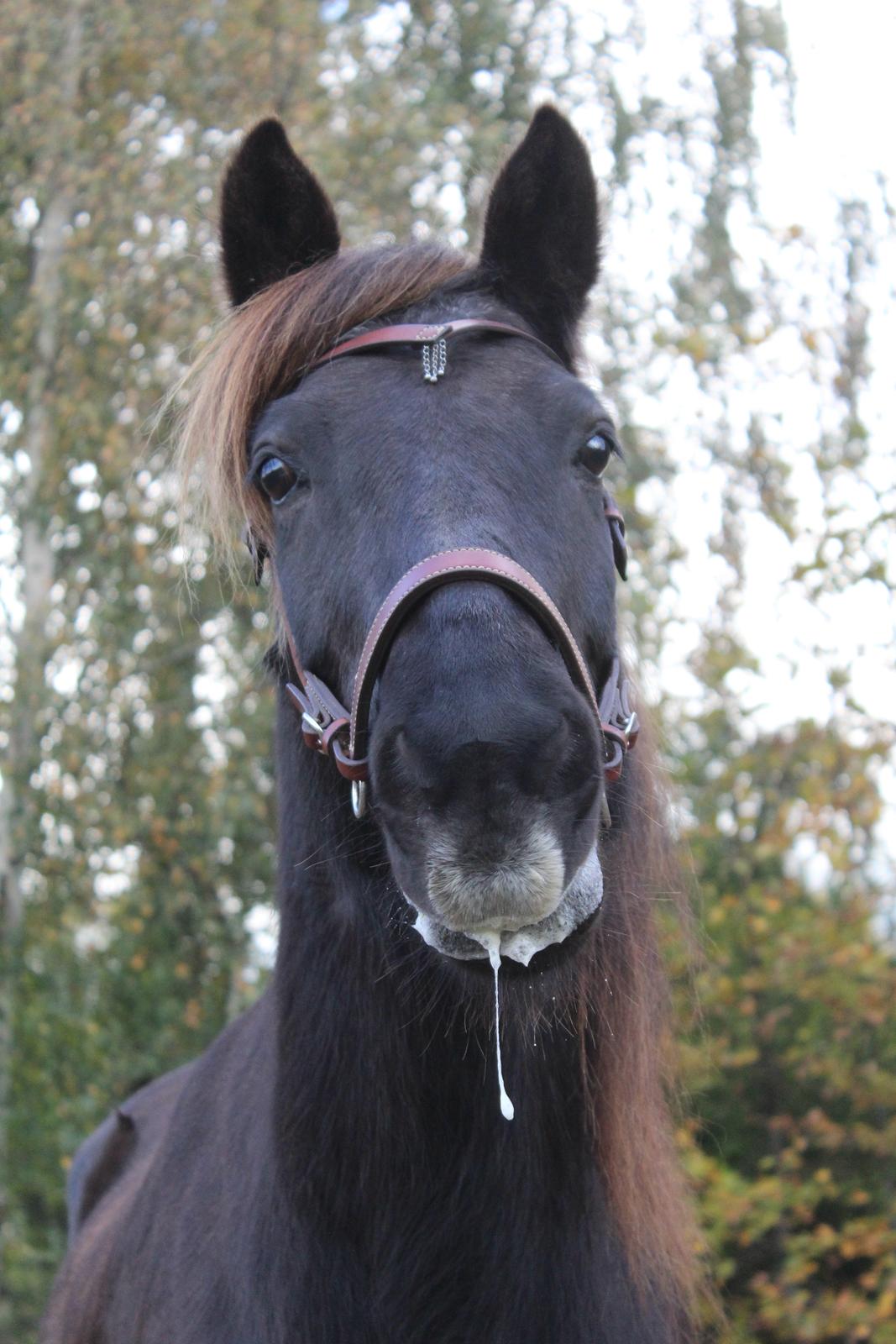 Islænder Heimir fra Blönduósi - Min store savletrold. <3 billede 8
