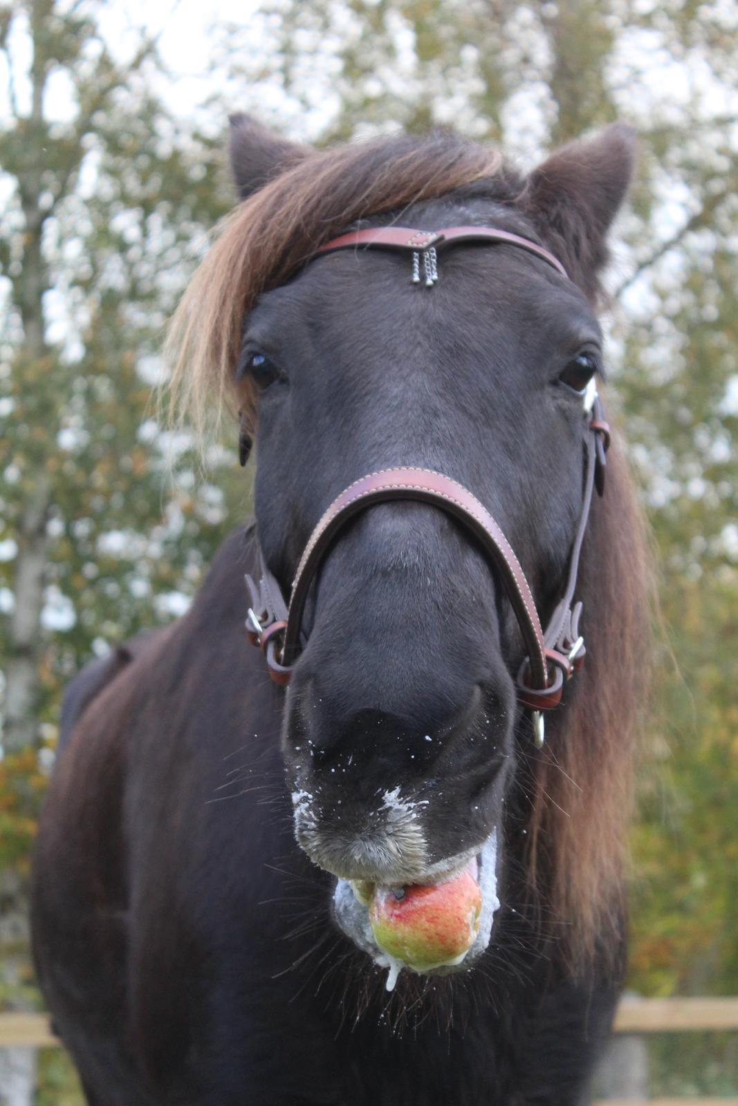 Islænder Heimir fra Blönduósi - ''Et æble om dagen holder dyrlægen væk'' :-D billede 18