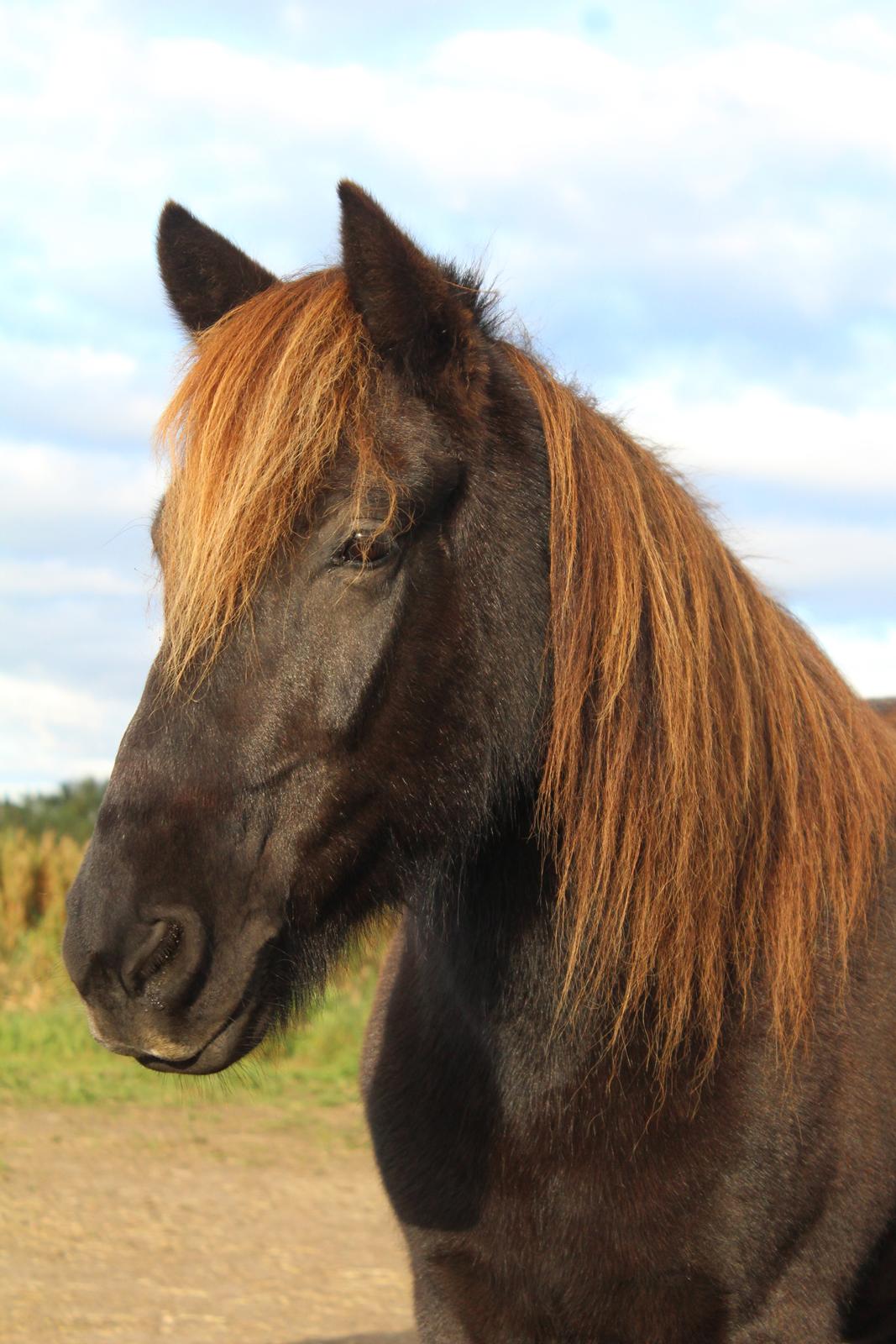 Islænder Heimir fra Blönduósi billede 12