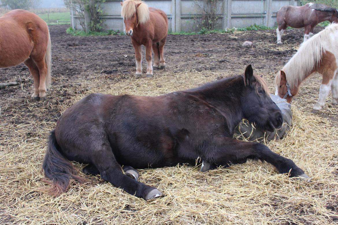 Islænder Heimir fra Blönduósi - En meget træt Himse, med en ret speciel hovedpude. ;-)  billede 5