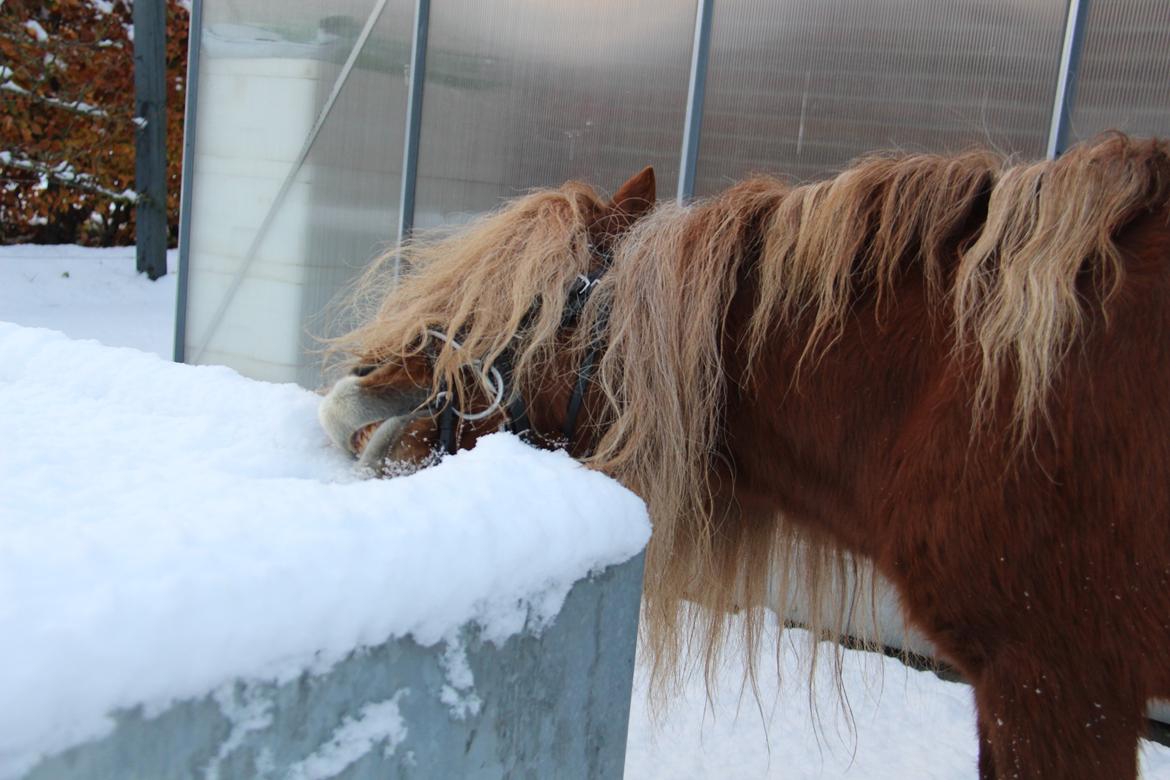 Dansk Miniature Mr. Swing King billede 20