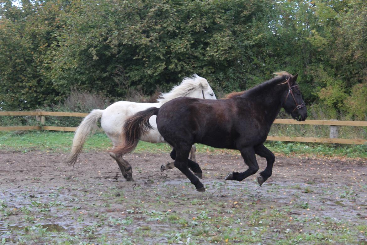 Islænder Heimir fra Blönduósi - Himse leger med sin bedste ven. :-)  billede 3